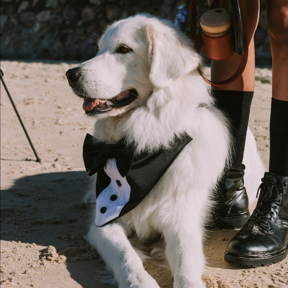 Meet your Posher, Aj - Picture 1 of 1